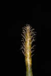 Jointed spikesedge